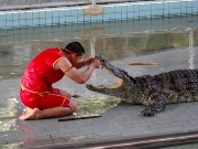 681  crocodile show.JPG